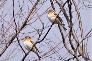 アトリ 万博公園 2023年1月3日(火)