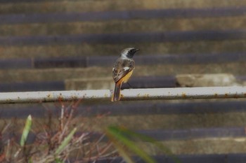 Daurian Redstart 東京都板橋区 Sat, 3/24/2018