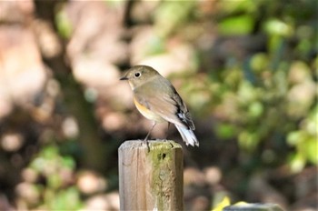 Red-flanked Bluetail 万博公園 Tue, 1/3/2023