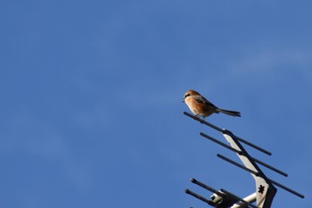 Bull-headed Shrike 花島公園 Wed, 12/28/2022