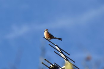 Bull-headed Shrike 花島公園 Wed, 12/28/2022