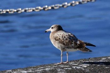 Black-tailed Gull 奥駿河湾(沼津市) Thu, 1/5/2023