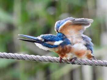 2022年9月16日(金) 笠間芸術の森公園の野鳥観察記録