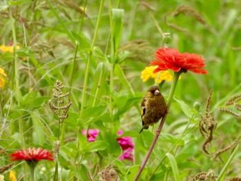 2022年8月29日(月) 山中湖花の都公園の野鳥観察記録
