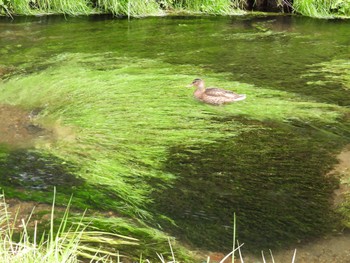 2022年8月29日(月) 忍野八海の野鳥観察記録