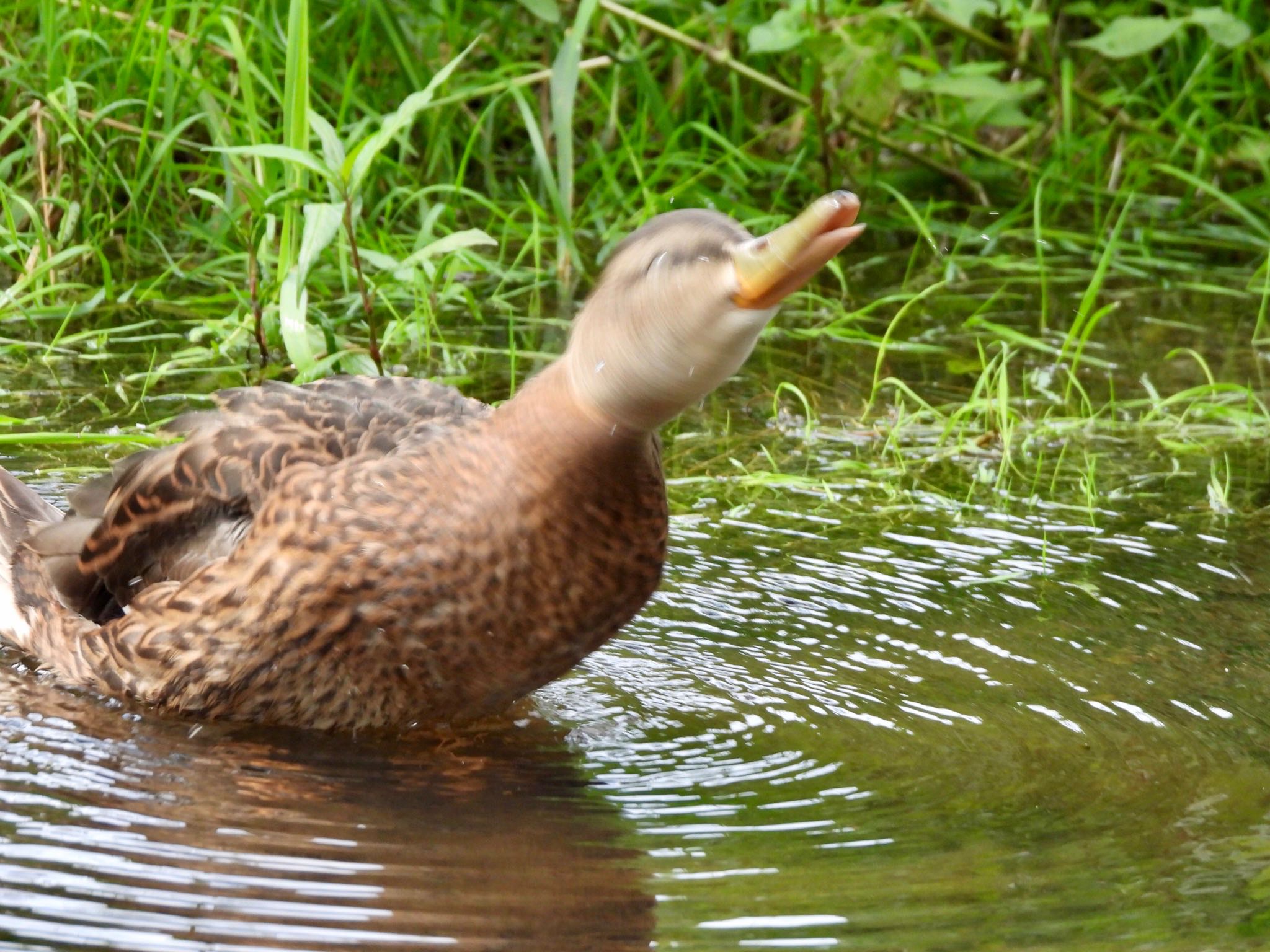 Eastern Spot-billed Duck