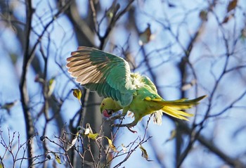 ワカケホンセイインコ 和田堀公園 2023年1月1日(日)