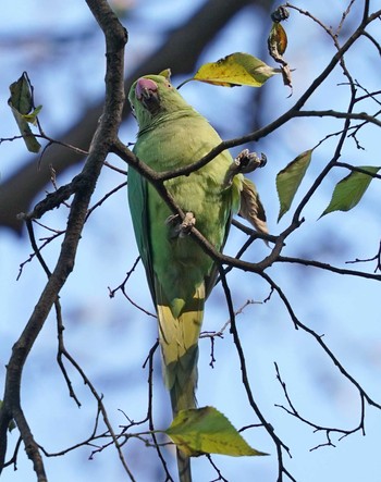 ワカケホンセイインコ 和田堀公園 2023年1月1日(日)