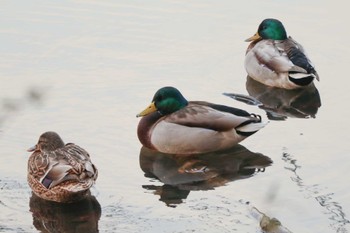 2023年1月6日(金) 三ツ池公園(横浜市鶴見区)の野鳥観察記録