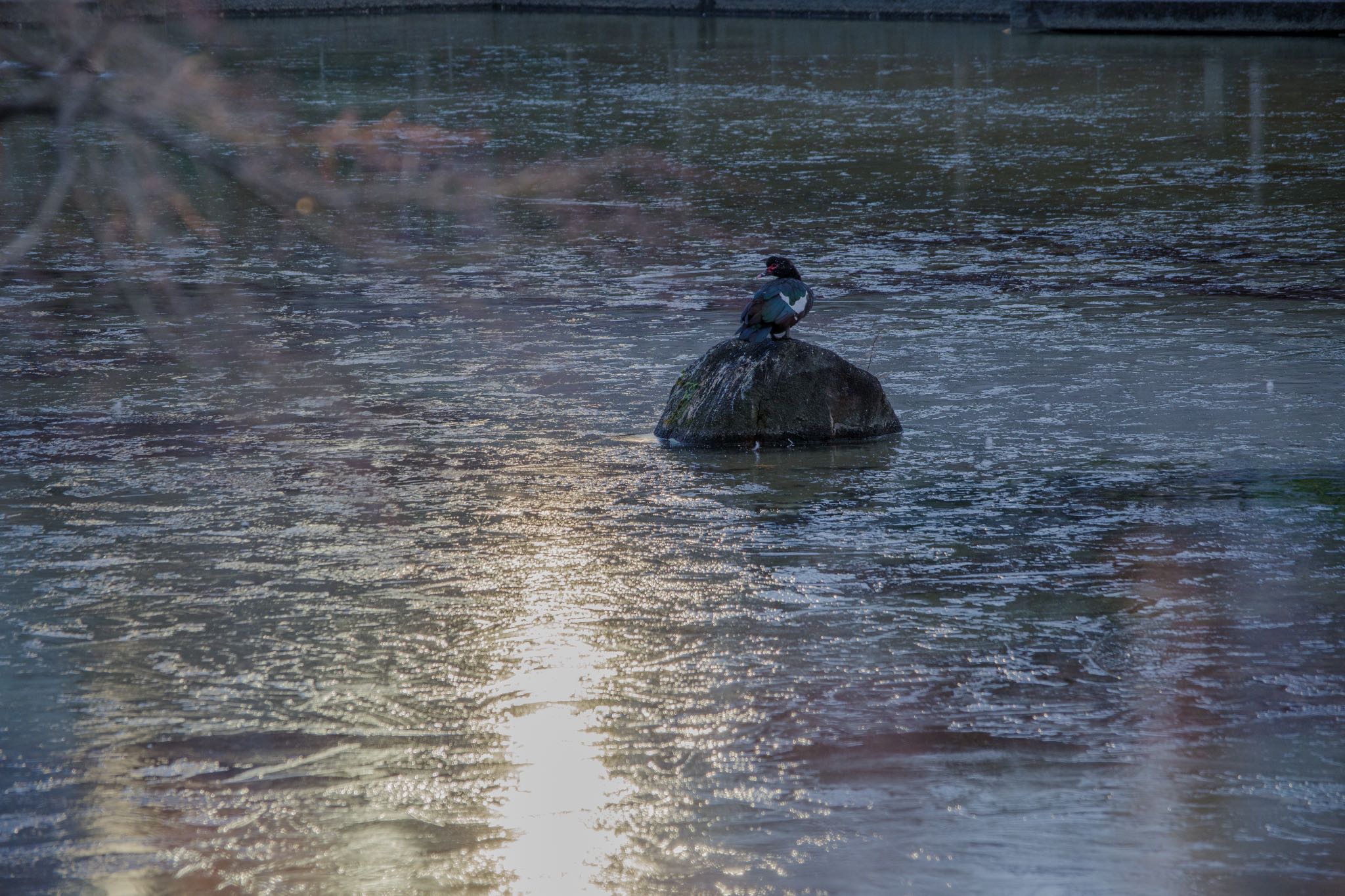 池がすべて凍った朝 by Marco Birds