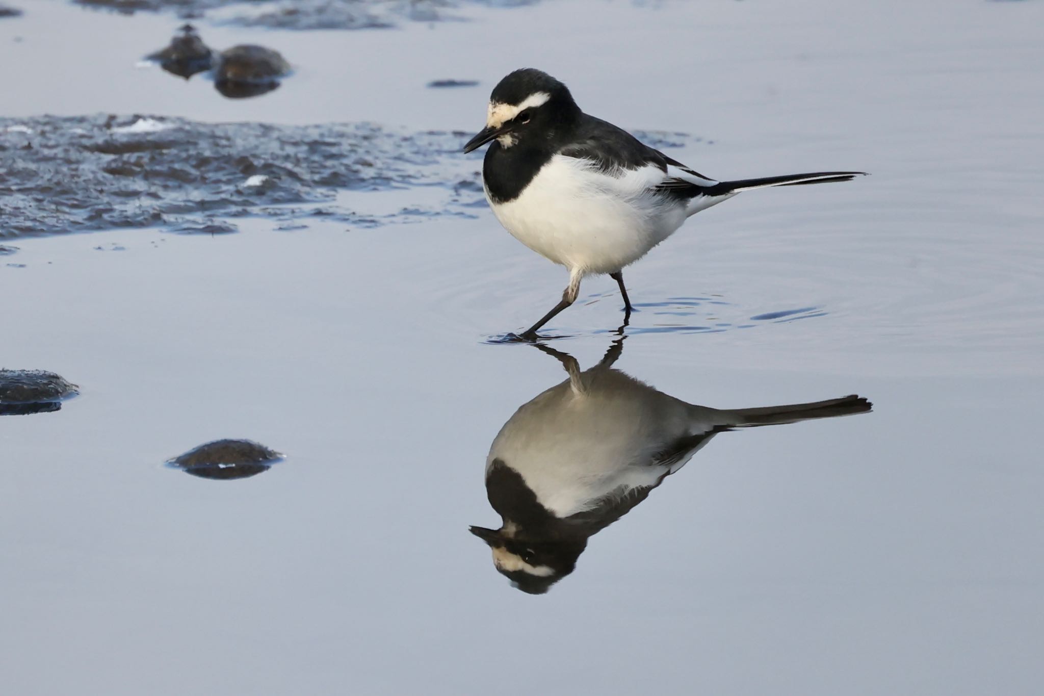 Photo of Japanese Wagtail at 木曽川 by トシさん