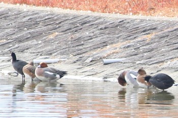 2023年1月6日(金) 橿原神宮の野鳥観察記録