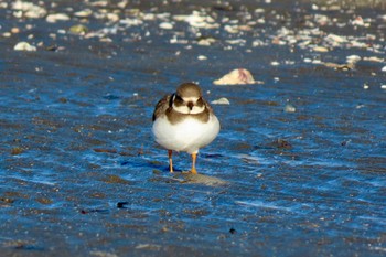 ハジロコチドリ ふなばし三番瀬海浜公園 2023年1月2日(月)