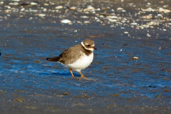 ハジロコチドリ ふなばし三番瀬海浜公園 2023年1月2日(月)