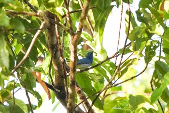 Sun, 3/18/2018 Birding report at PICOP(PHILIPPINE)