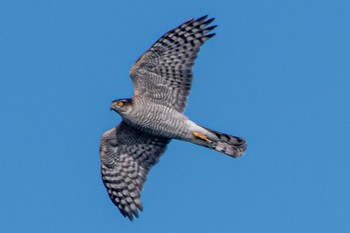 Eurasian Sparrowhawk 遠州灘海浜公園 Thu, 1/5/2023