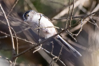 Long-tailed Tit 静岡県立森林公園 Wed, 1/4/2023