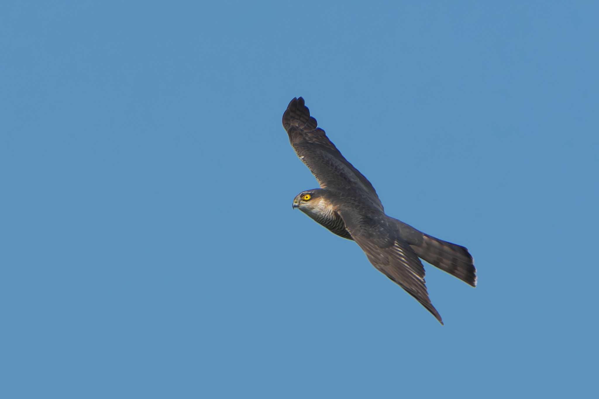 Eurasian Sparrowhawk