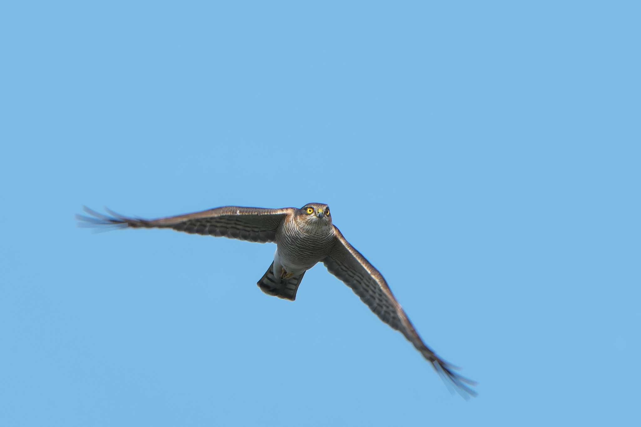 Eurasian Sparrowhawk