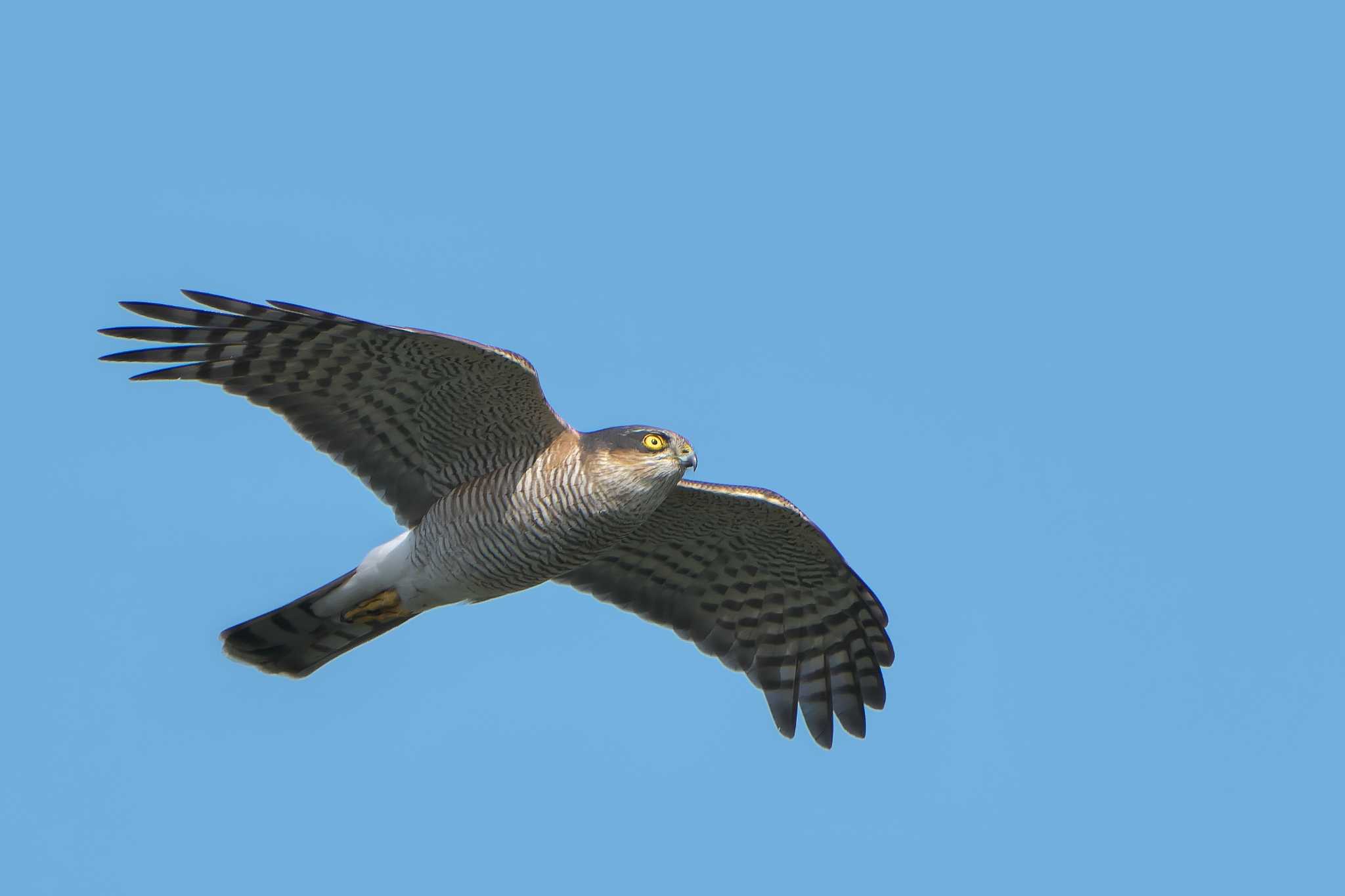 Photo of Eurasian Sparrowhawk at 明石市 by 禽好き