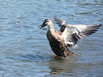 2022年10月1日(土) 東京港野鳥公園の野鳥観察記録