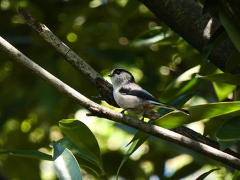 エナガ 東京港野鳥公園 2022年10月1日(土)