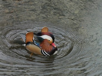 2022年12月17日(土) 平瀬川の野鳥観察記録