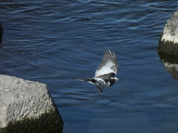 2023年1月3日(火) 多摩川の野鳥観察記録