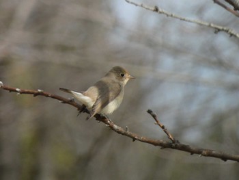 2022年12月31日(土) 埼玉県の野鳥観察記録