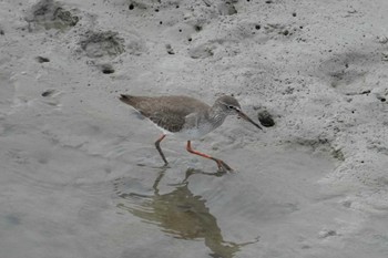 アカアシシギ 漫湖水鳥・湿地センター 2022年12月31日(土)