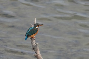 カワセミ 漫湖水鳥・湿地センター 2022年12月31日(土)