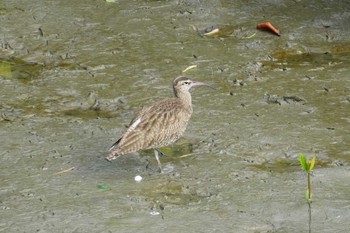 チュウシャクシギ 漫湖水鳥・湿地センター 2022年12月31日(土)