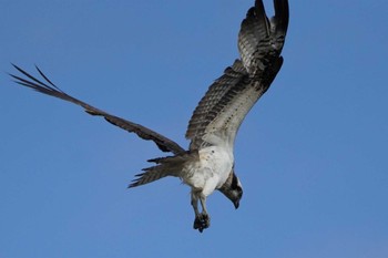 ミサゴ 漫湖水鳥・湿地センター 2022年12月31日(土)