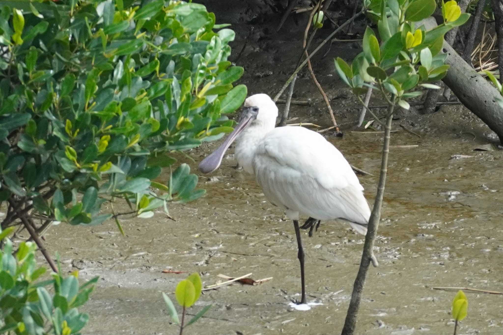 クロツラヘラサギ