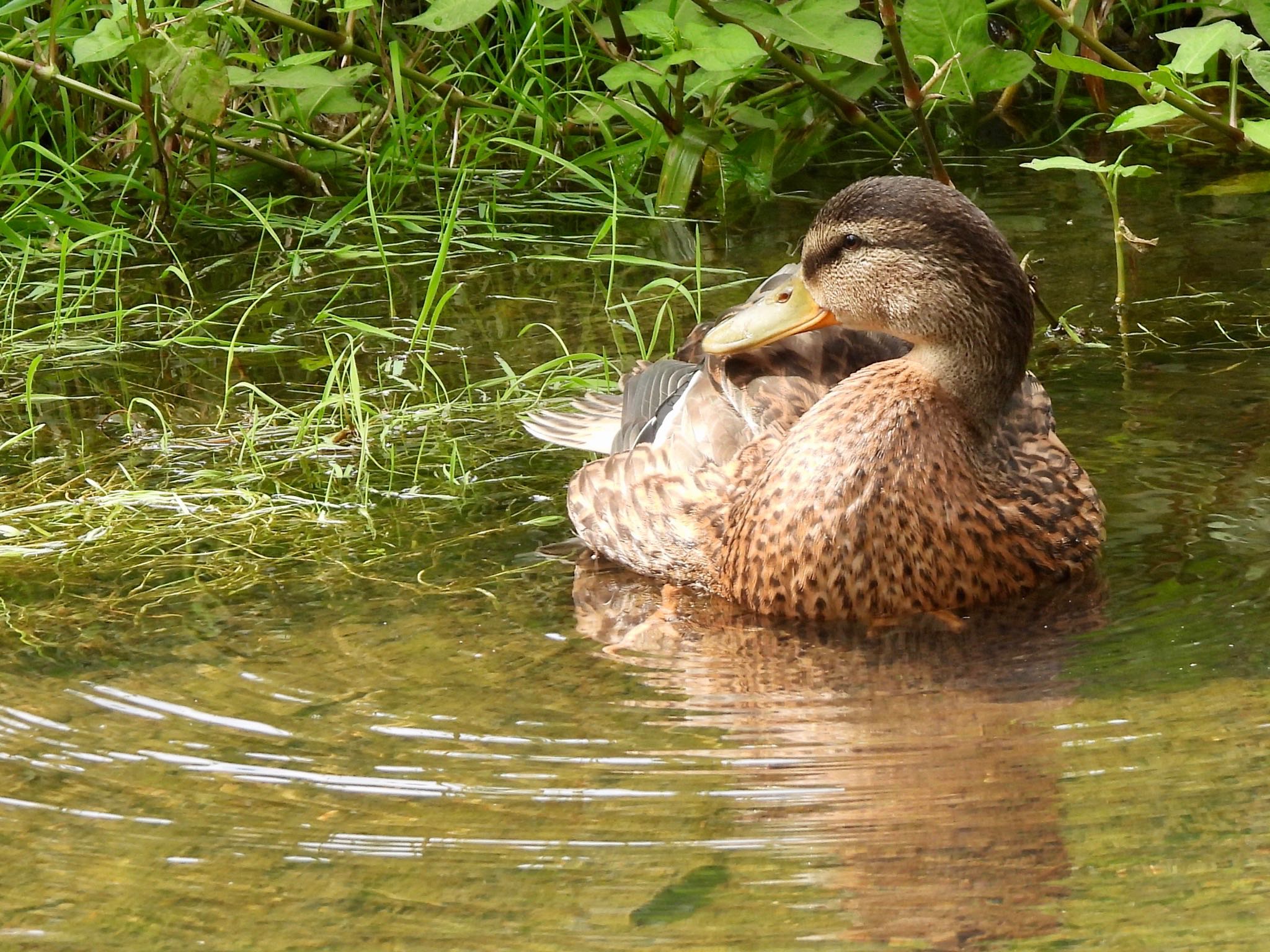 Eastern Spot-billed Duck