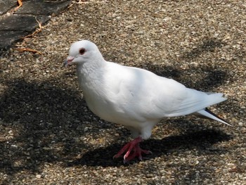 Wed, 8/3/2022 Birding report at Shinobazunoike