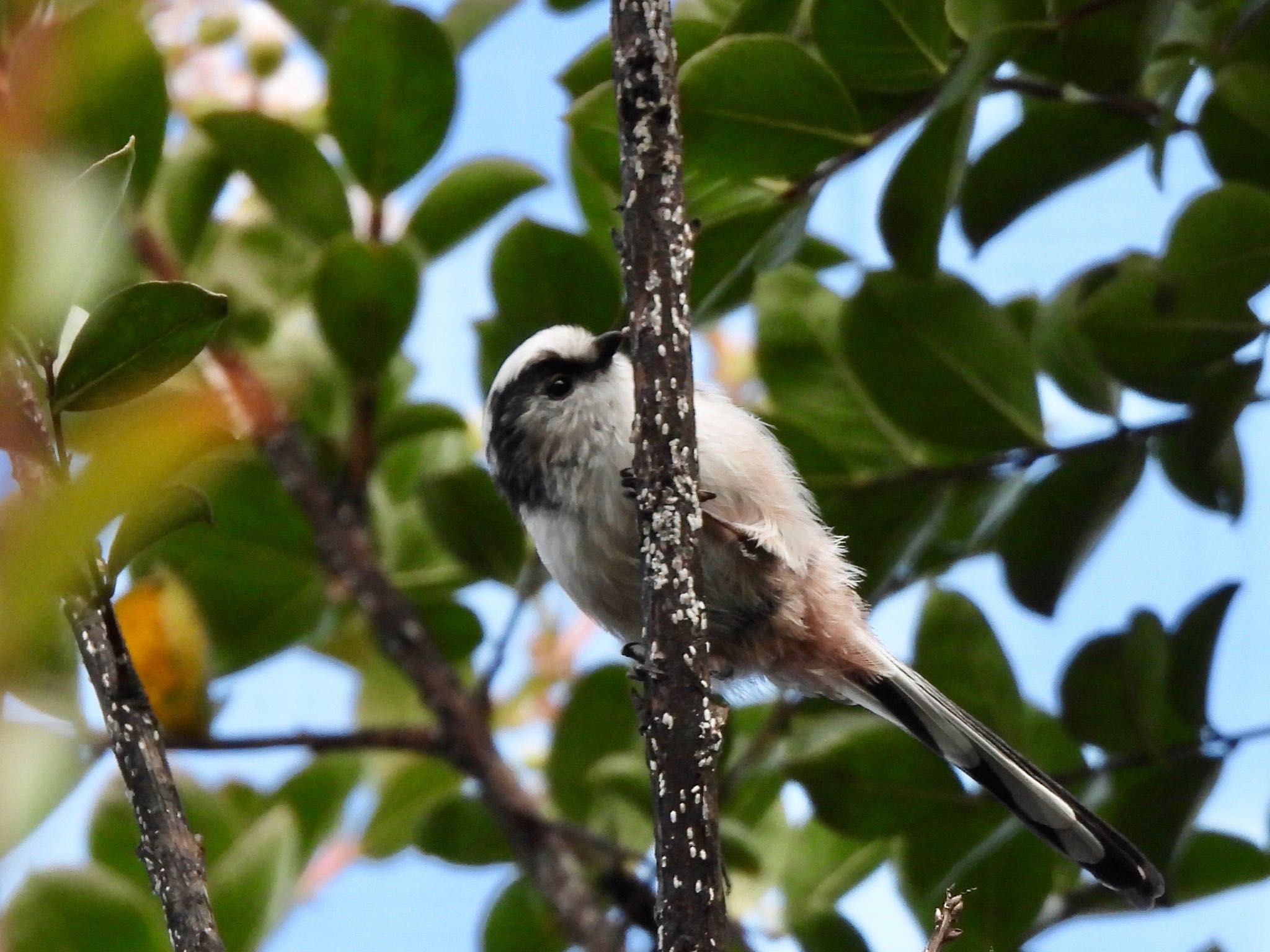 Long-tailed Tit