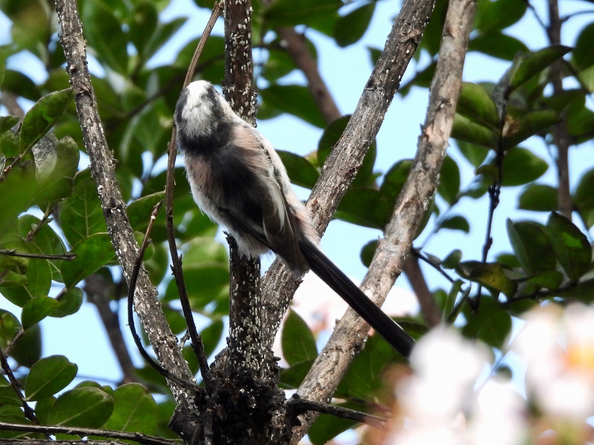 Long-tailed Tit