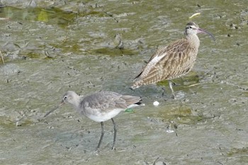 オグロシギ 漫湖水鳥・湿地センター 2022年12月31日(土)