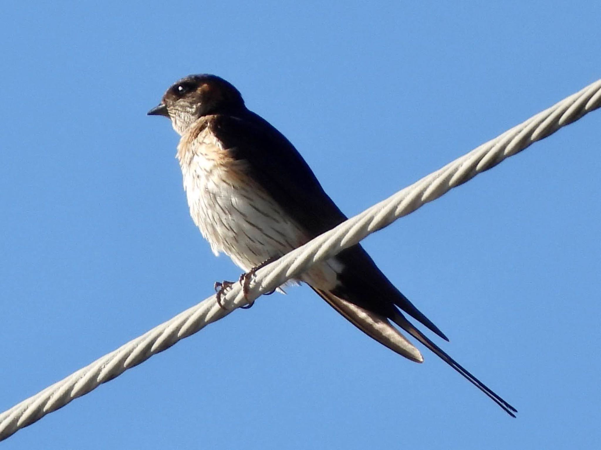 Photo of Red-rumped Swallow at 千葉県 by くー