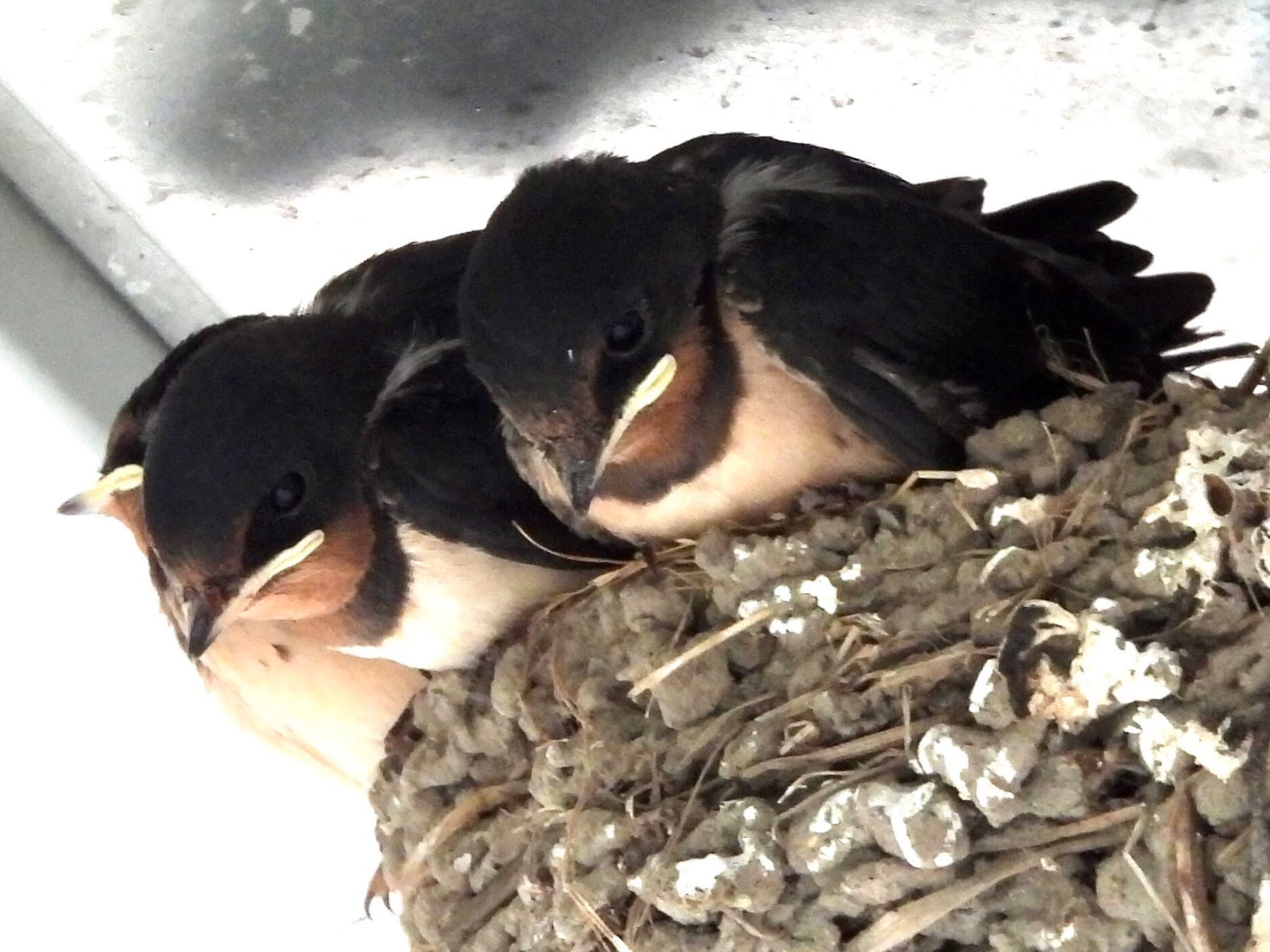 Barn Swallow