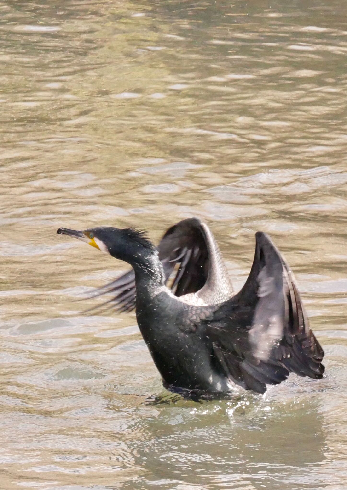 熊本県阿蘇市 カワウの写真 by mitsuaki kuraoka