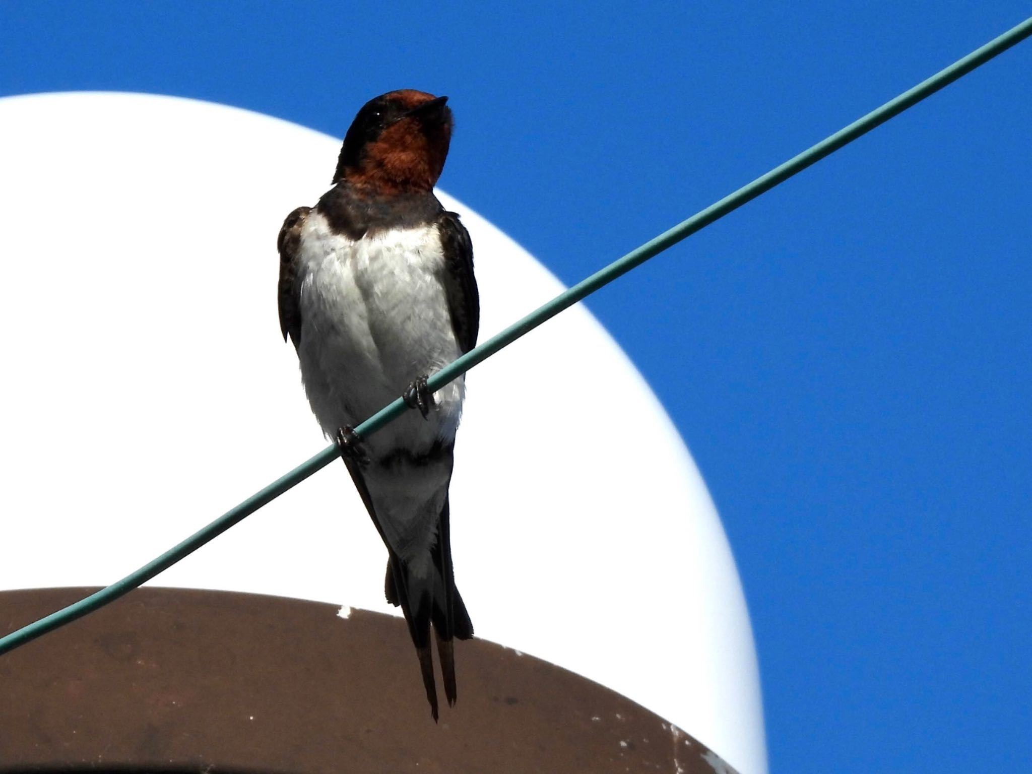 Barn Swallow