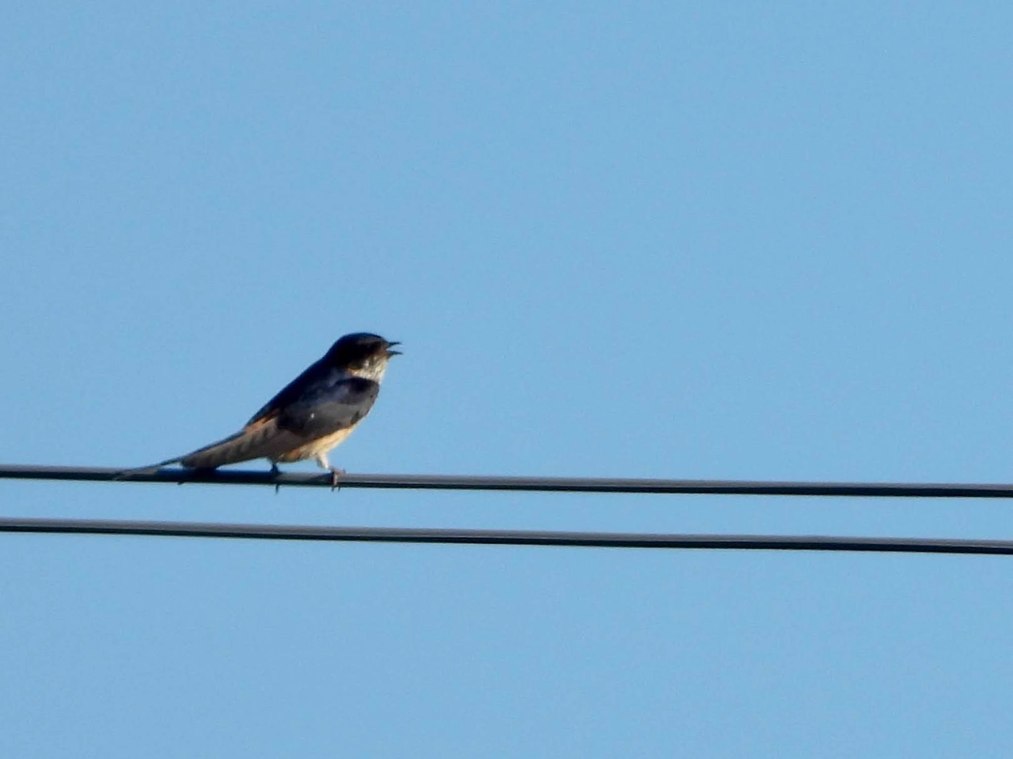 Red-rumped Swallow