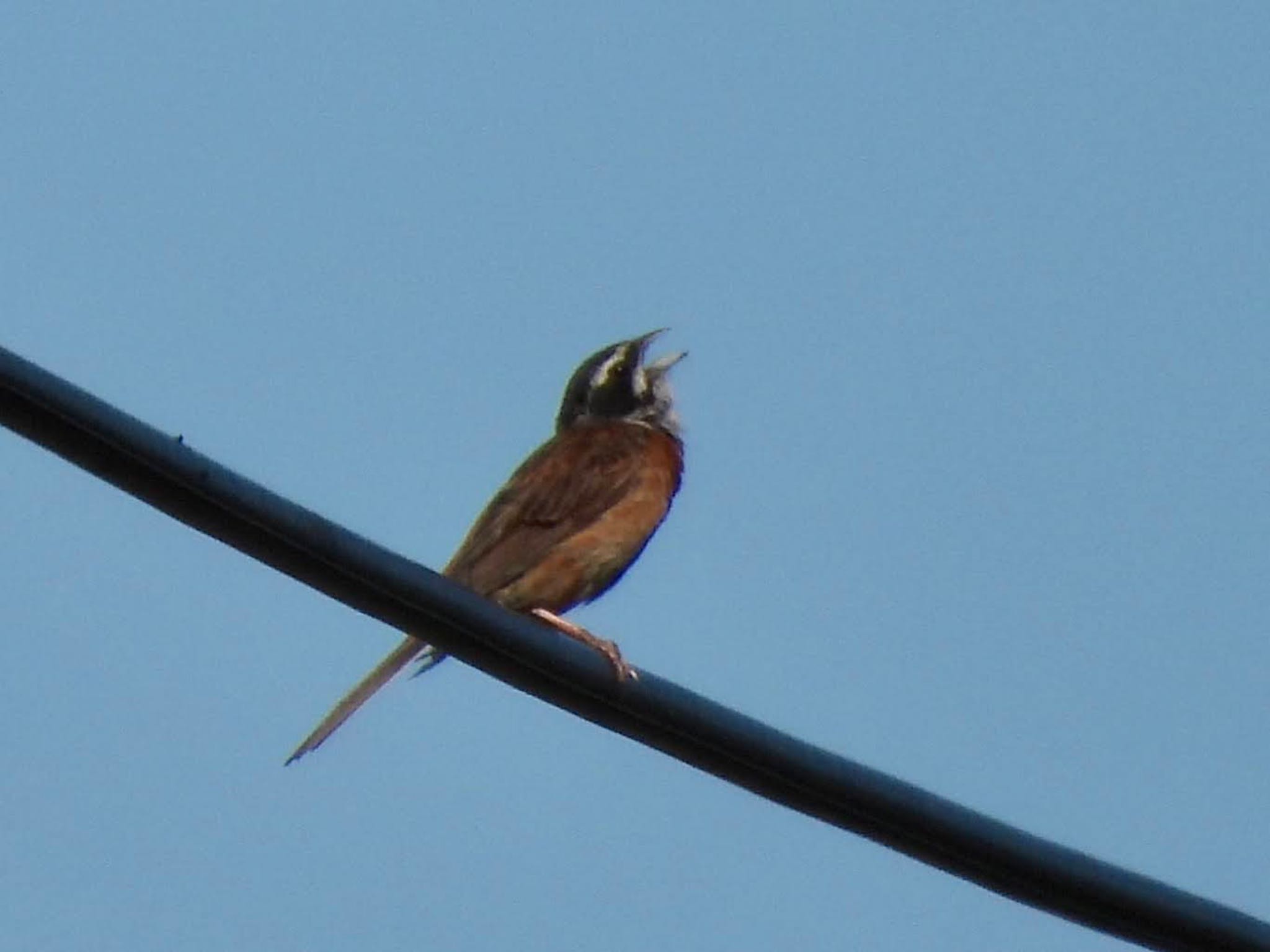 Meadow Bunting