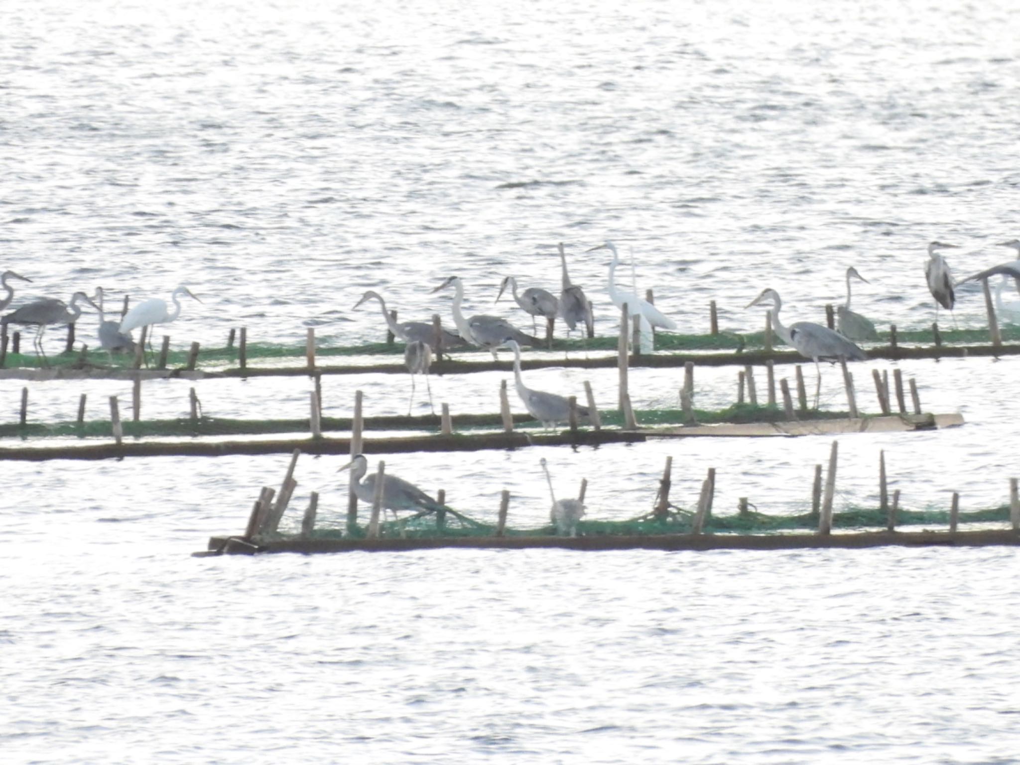 Photo of Grey Heron at 千葉県 by くー