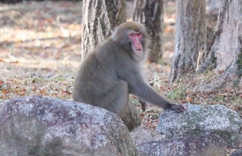 未同定 三重県民の森 2022年12月27日(火)