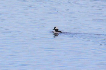 2022年12月30日(金) 多摩川の野鳥観察記録