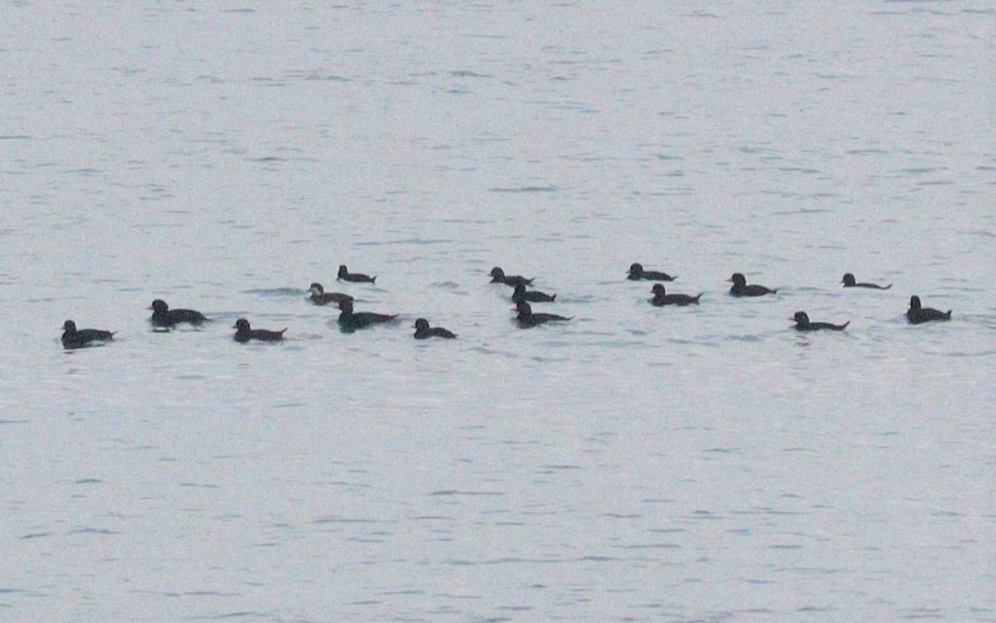 Black Scoter