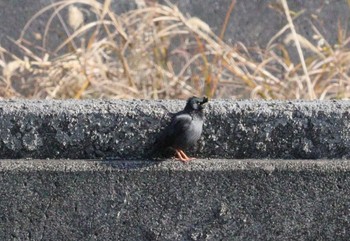 Crested Myna 金井公園 Fri, 12/30/2022